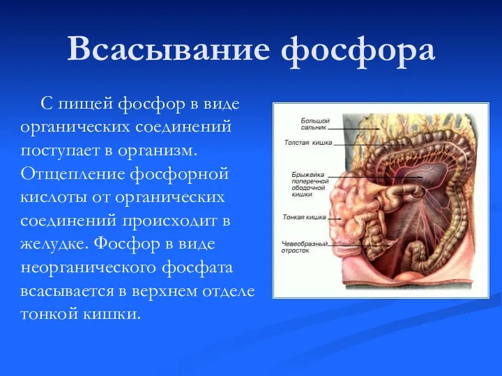 Всасывание фосфора С пищей фосфор в виде органических соединений поступает