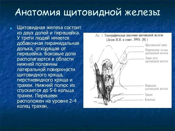 Анатомия щитовидной железы Щитовидная железа состоит из двух долей и