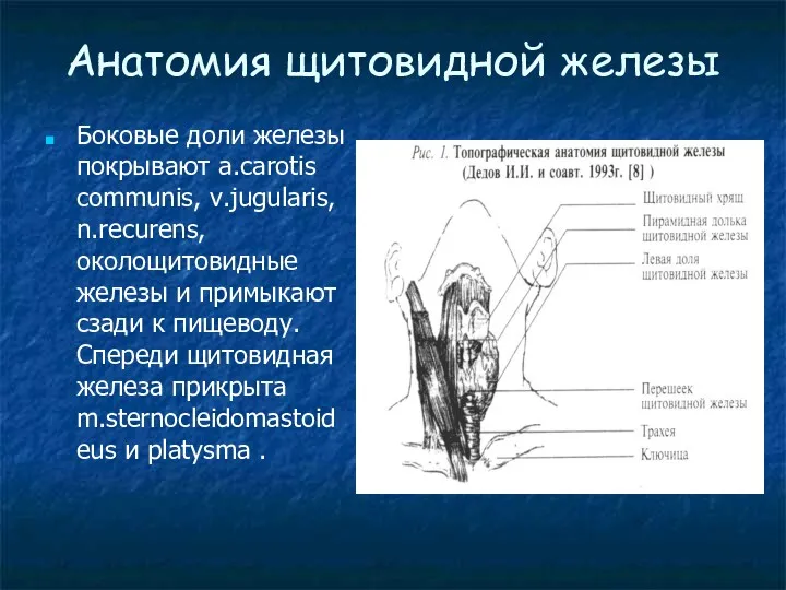 Анатомия щитовидной железы Боковые доли железы покрывают a.carotis communis, v.jugularis,