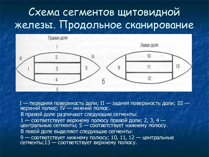 Схема сегментов щитовидной железы. Продольное сканирование I — передняя поверхность