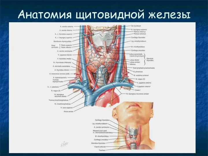 Анатомия щитовидной железы