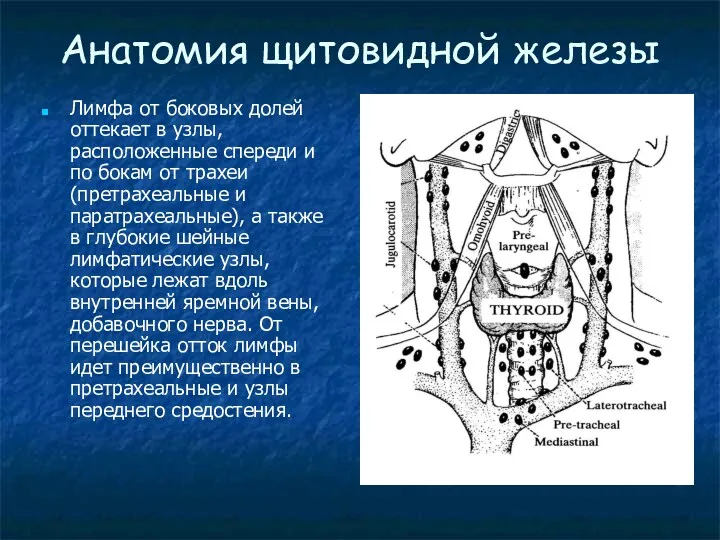 Анатомия щитовидной железы Лимфа от боковых долей оттекает в узлы,