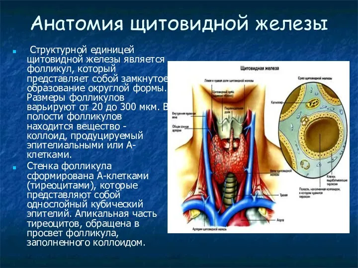 Анатомия щитовидной железы Структурной единицей щитовидной железы является фолликул, который