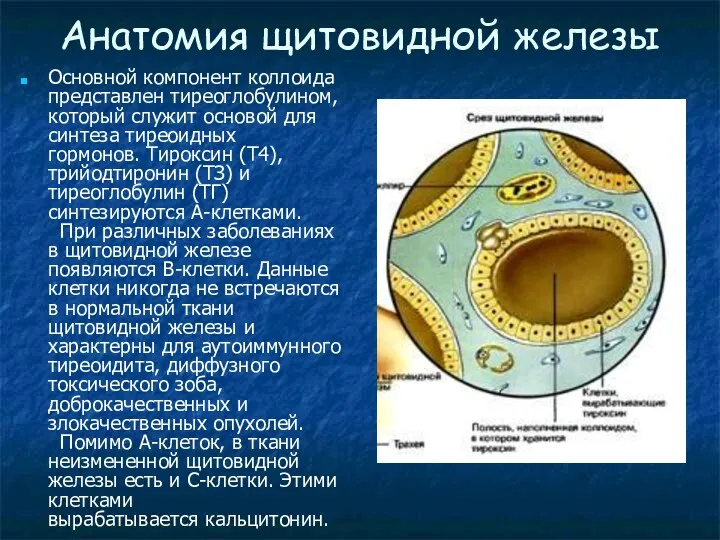 Анатомия щитовидной железы Основной компонент коллоида представлен тиреоглобулином, который служит