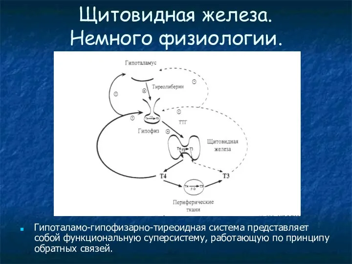 Щитовидная железа. Немного физиологии. Гипоталамо-гипофизарно-тиреоидная система представляет собой функциональную суперсистему, работающую по принципу обратных связей.