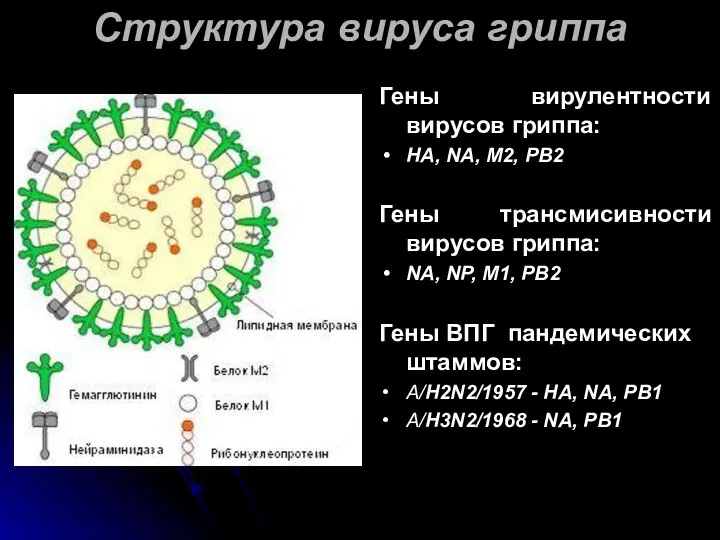 Структура вируса гриппа Гены вирулентности вирусов гриппа: HA, NA, M2, PB2 Гены трансмисивности