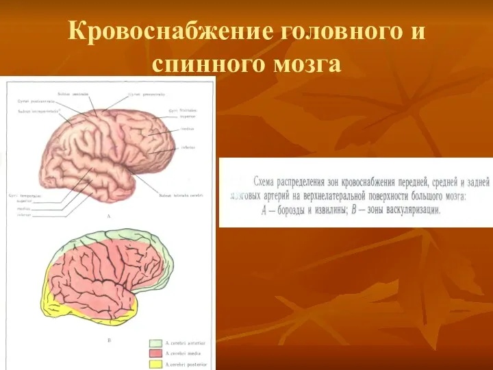 Кровоснабжение головного и спинного мозга