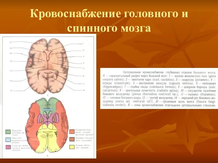 Кровоснабжение головного и спинного мозга