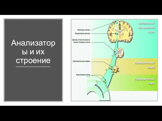 Анализаторы и их строение