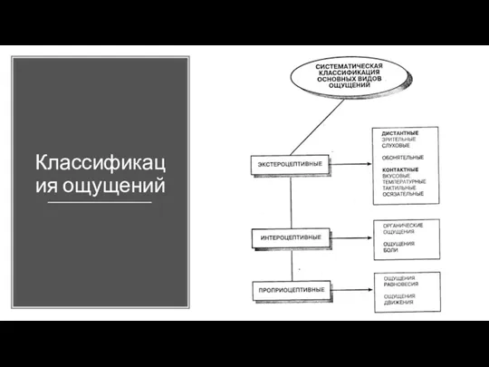 Классификация ощущений