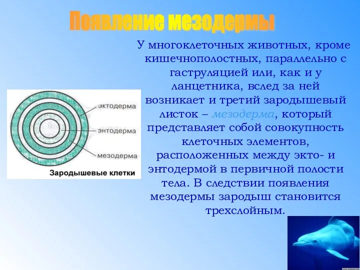 У многоклеточных животных, кроме кишечнополостных, параллельно с гаструляцией или, как