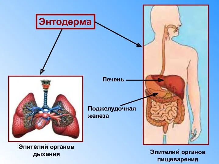 Энтодерма Эпителий органов дыхания Эпителий органов пищеварения Печень Поджелудочная железа