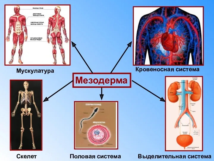 Мезодерма Мускулатура Кровеносная система Скелет Выделительная система Половая система