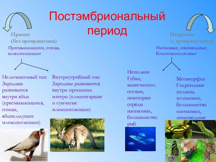 Постэмбриональный период Прямое (без превращения) Непрямое (с превращением) Пресмыкающиеся, птицы,