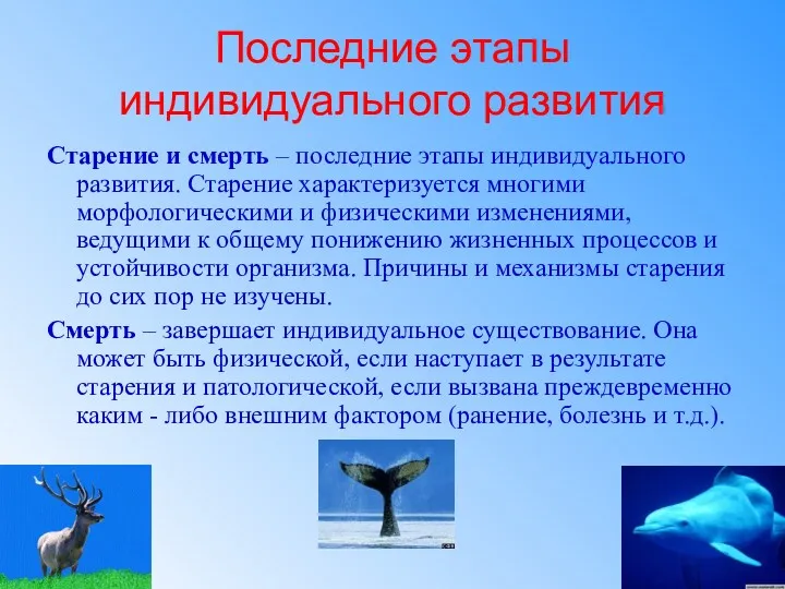 Последние этапы индивидуального развития Старение и смерть – последние этапы