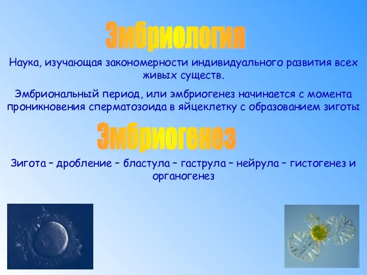 Наука, изучающая закономерности индивидуального развития всех живых существ. Эмбриональный период,