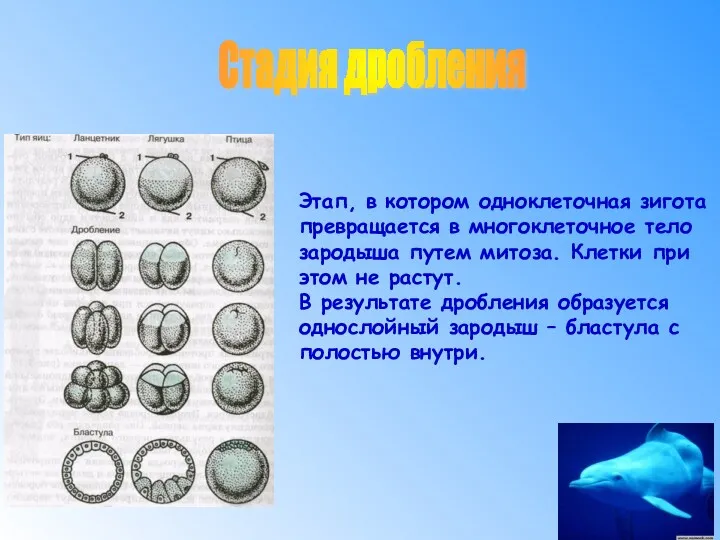 Этап, в котором одноклеточная зигота превращается в многоклеточное тело зародыша