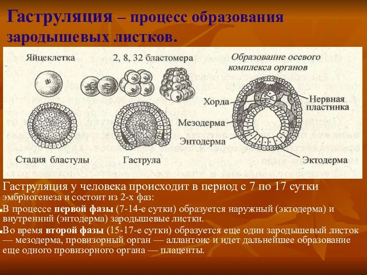 Гаструляция – процесс образования зародышевых листков. Гаструляция у человека происходит