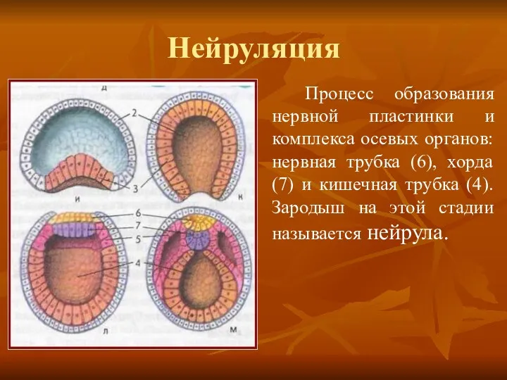 Нейруляция Процесс образования нервной пластинки и комплекса осевых органов: нервная