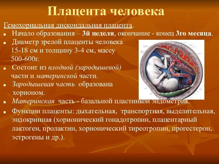 Плацента человека Гемохориальная дискоидальная плацента. Начало образования – 3й неделя,