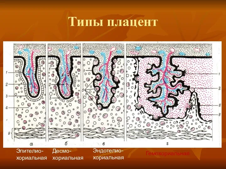 Типы плацент Эпителио-хориальная Десмо-хориальная Эндотелио-хориальная Гемохориальная