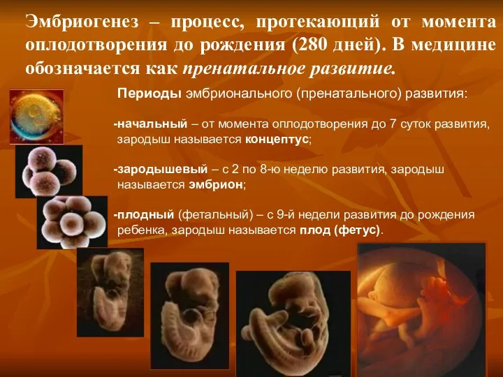 Эмбриогенез – процесс, протекающий от момента оплодотворения до рождения (280