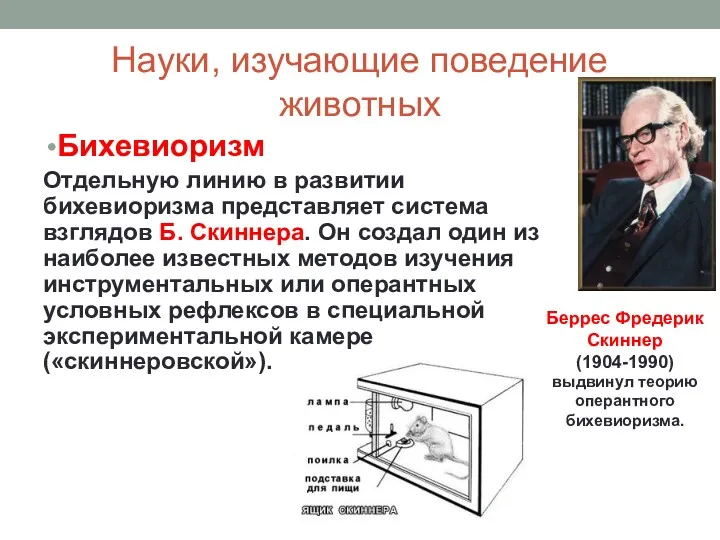 Науки, изучающие поведение животных Бихевиоризм Отдельную линию в развитии бихевиоризма