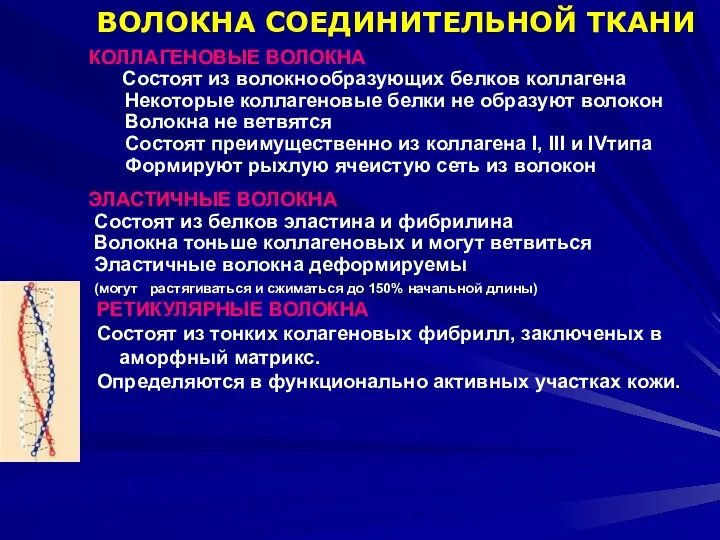 КОЛЛАГЕНОВЫЕ ВОЛОКНА Состоят из волокнообразующих белков коллагена Некоторые коллагеновые белки