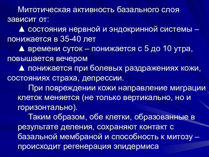 Митотическая активность базального слоя зависит от: ▲ состояния нервной и