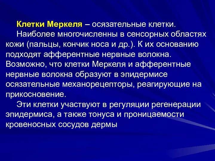 Клетки Меркеля – осязательные клетки. Наиболее многочисленны в сенсорных областях