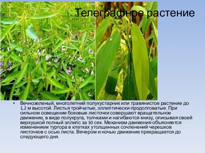 Телеграфное растение Вечнозеленый, многолетний полукустарник или травянистое растение до 1,2