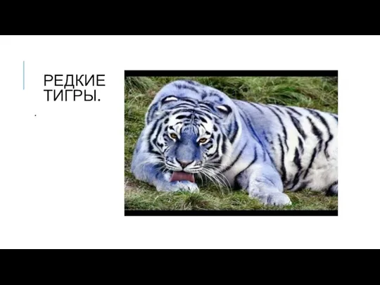 РЕДКИЕ ТИГРЫ. .