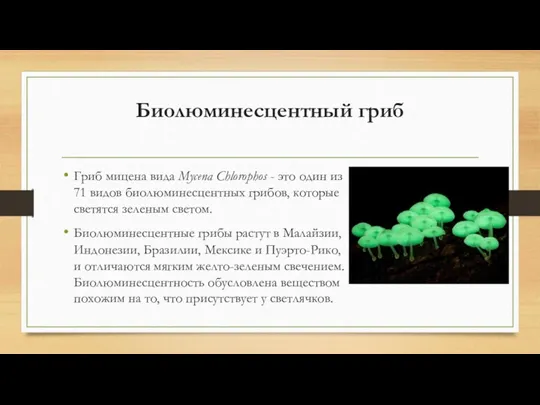 Биолюминесцентный гриб Гриб мицена вида Mycena Chlorophos - это один