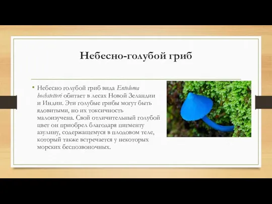 Небесно-голубой гриб Небесно голубой гриб вида Entoloma hochstetteri обитает в