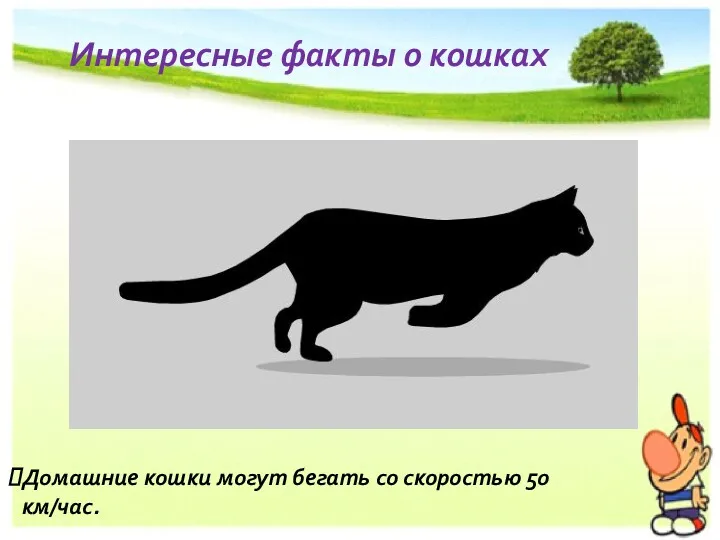 Интересные факты о кошках Домашние кошки могут бегать со скоростью 50 км/час.