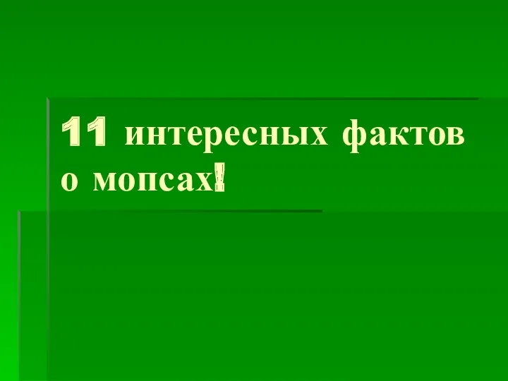 11 интересных фактов о мопсах!