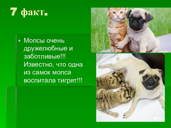 7 факт. Мопсы очень дружелюбные и заботливые!!! Известно, что одна из самок мопса воспитала тигрят!!!