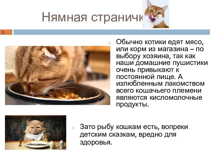 Нямная страничка Обычно котики едят мясо, или корм из магазина