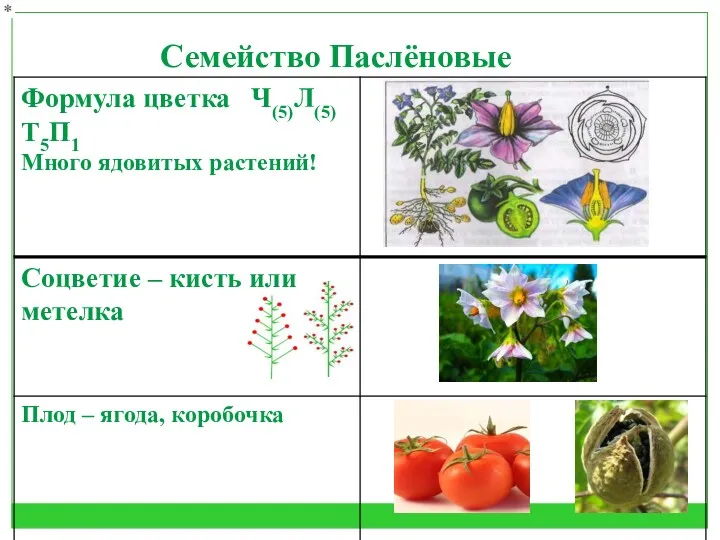 Семейство Паслёновые