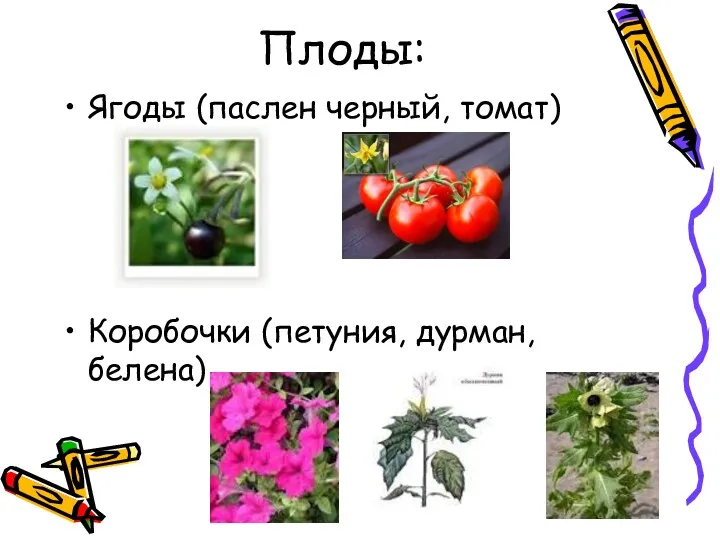 Плоды: Ягоды (паслен черный, томат) Коробочки (петуния, дурман, белена)