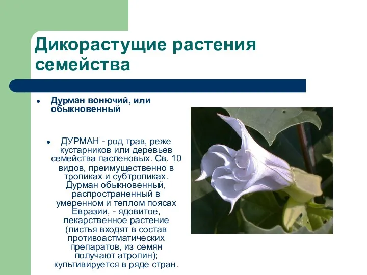 Дикорастущие растения семейства Дурман вонючий, или обыкновенный ДУРМАН - род