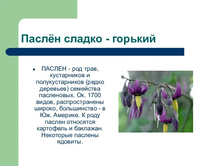 Паслён сладко - горький ПАСЛЕН - род трав, кустарников и