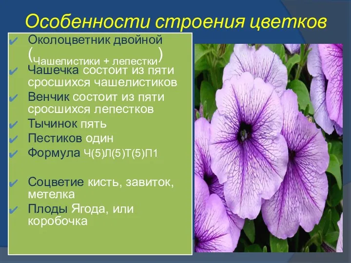 Особенности строения цветков Околоцветник двойной (Чашелистики + лепестки) Чашечка состоит из пяти сросшихся