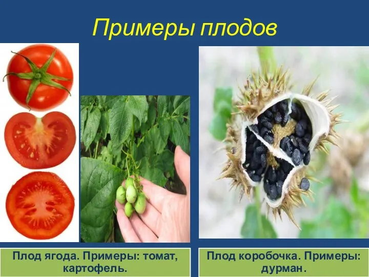Примеры плодов Плод ягода. Примеры: томат, картофель. Плод коробочка. Примеры: дурман.