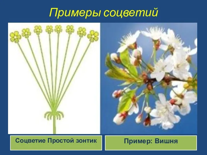 Примеры соцветий Соцветие Простой зонтик Пример: Вишня