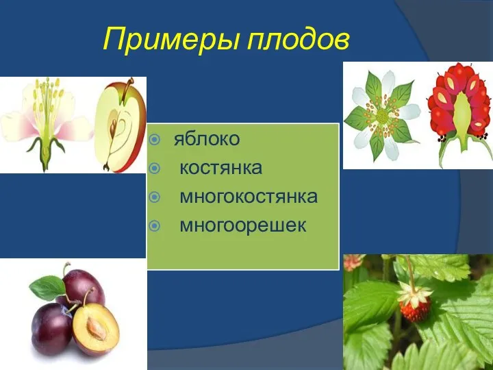 Примеры плодов яблоко костянка многокостянка многоорешек