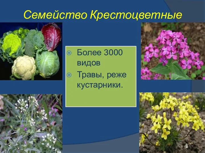 Семейство Крестоцветные Более 3000 видов Травы, реже кустарники.