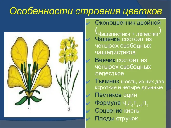 Особенности строения цветков Околоцветник двойной (Чашелистики + лепестки) Чашечка состоит из четырех свободных