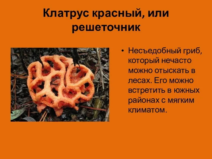 Клатрус красный, или решеточник Несъедобный гриб, который нечасто можно отыскать