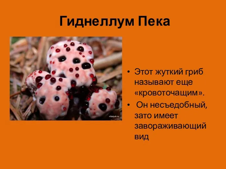 Гиднеллум Пека Этот жуткий гриб называют еще «кровоточащим». Он несъедобный, зато имеет завораживающий вид